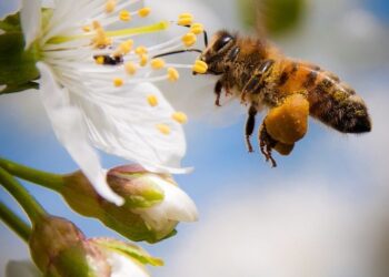 Beauty Bees: The Interest in Nature’s Skincare Treatment