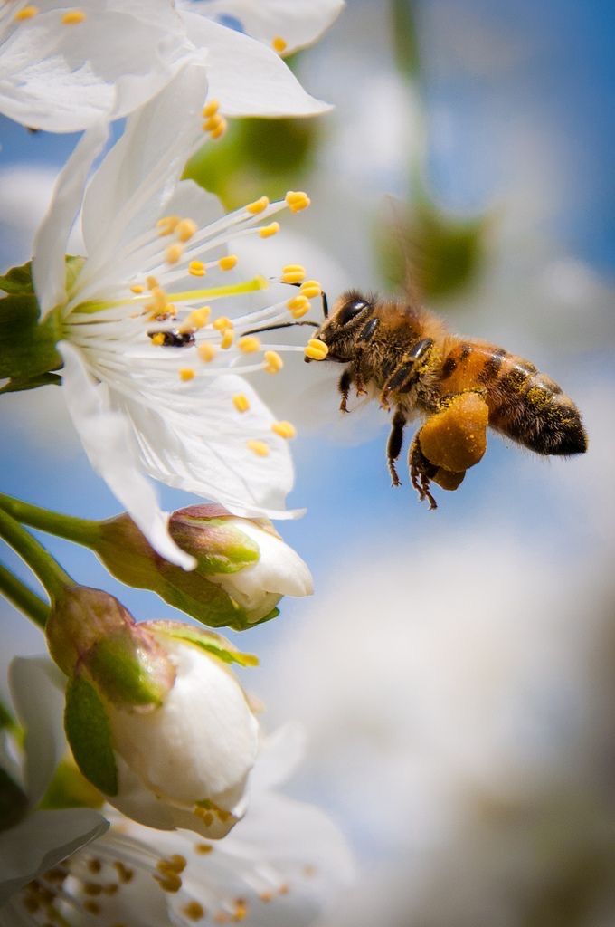 Beauty Bees: The Interest in Nature’s Skincare Treatment