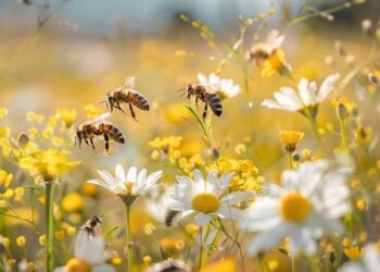 beautiful bee and flowers