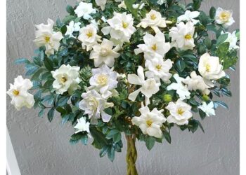 August Beauty Gardenia: A Sweet Sensation for Garden