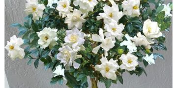 August Beauty Gardenia: A Sweet Sensation for Garden