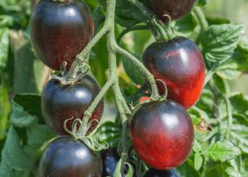 Black Beauty Tomato