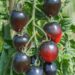 Black Beauty Tomato